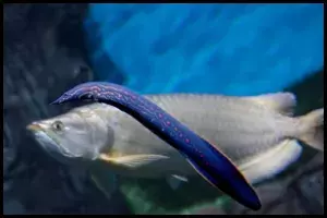 Fire Eel