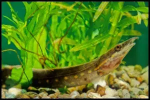 Fire Eel