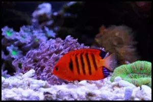 Flame Angelfish