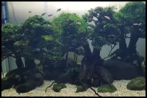 trees