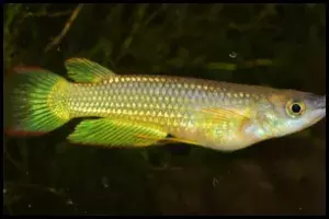 Golden Wonder Killifish