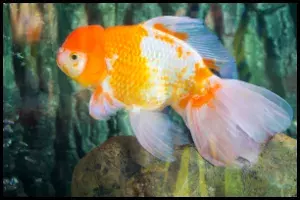 Goldfish