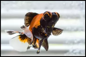 Goldfish Lifespan