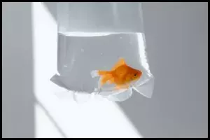 goldfish in a bag