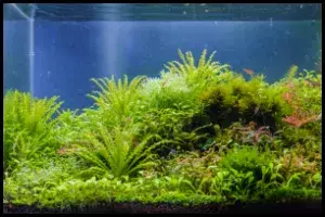 Low Maintenance Aquarium