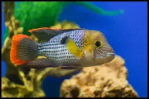 Green Terror Tank Mates