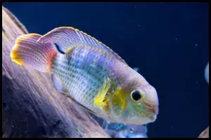 Breeding Green Terror Cichlid