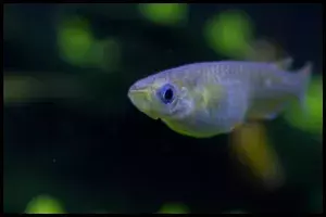 Ricefish