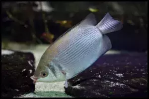 Kissing Gouramis Tank Mates
