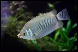 Discover Kissing Gouramis