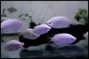 kissing gourami group