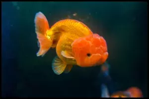 Lion Head Goldfish