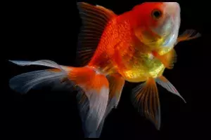 Long Fin Goldfish