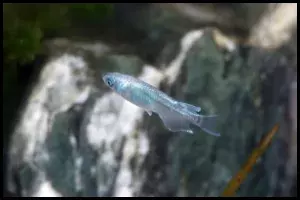 Japanese Ricefish