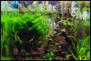 CO2 Aquascape