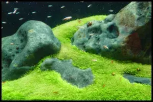 Plains Aquascape