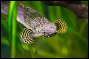 Ornate Bichir