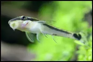 Otocinclus Swimming