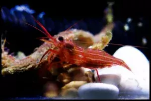 Peppermint Shrimp