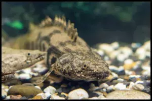 Delhezi Bichir