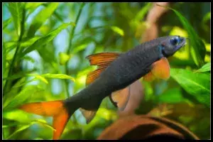 Rainbow Shark In Planted