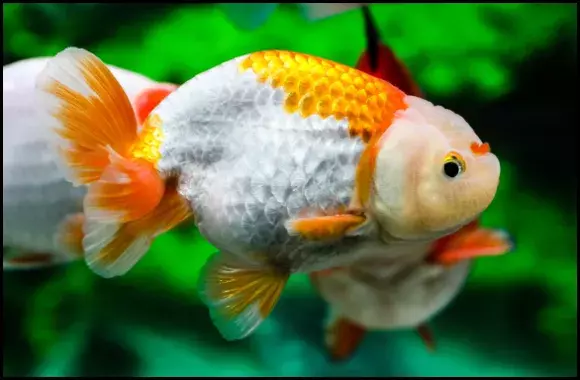 Two Color Ranchu Goldfish