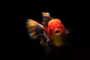 Goldfish Parasite