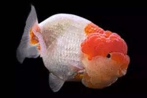 Ranchu Goldfish