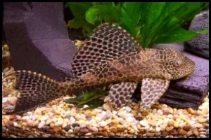 Sailfin Pleco Lepord