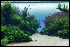 Big Island Aquascape