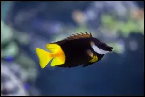 Bi Color Foxface