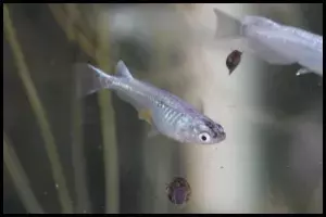 Migration Patterns Rice Fish