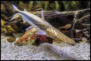 Tiger Shovelnose