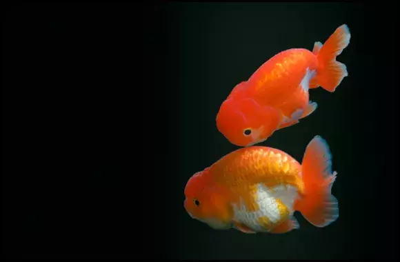 Goldfish Aggression