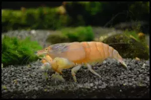 Vampire Shrimp