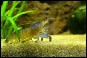 Vampire Shrimp