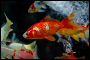 Goldfish Wakin