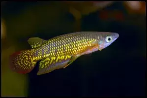 Golden Wonder Killifish