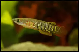 Golden Wonder Killifish