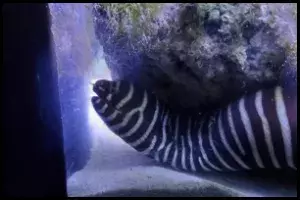 Zebra Moray Eel