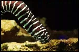 Zebra Moray Eel Close Up
