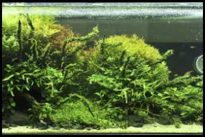 small aquarium