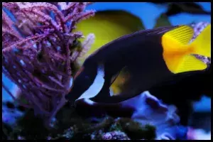 Bi Color Foxface fish
