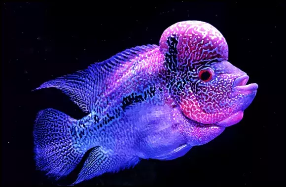 flowerhornfish