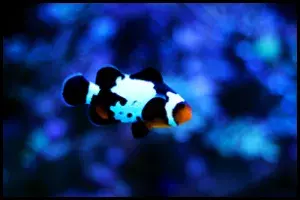 Black Clownfish