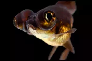 Goldfish Life