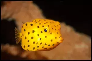 Boxfish Invert Safe