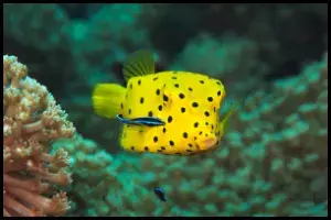 Boxfish Compatibility