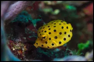 Boxfish Feeding