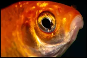 close up goldfish